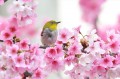 Pájaro en flor de cerezo Pintura primaveral de las fotos al arte